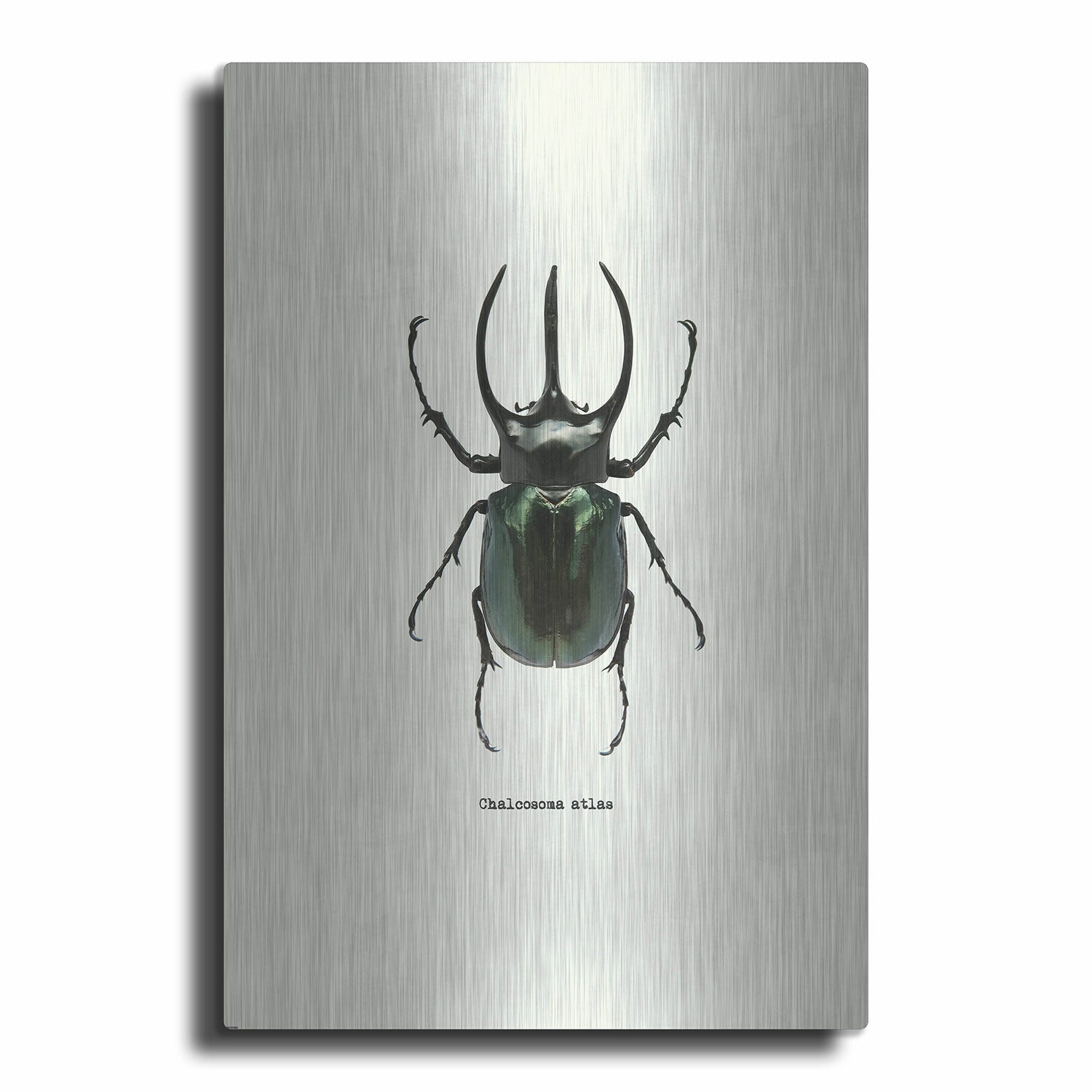 Beetle Black