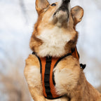 Walk-On with Harness & Storage // Orange