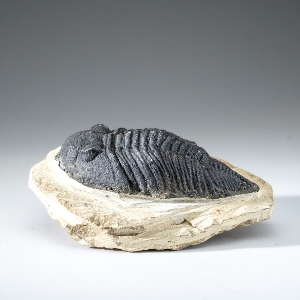 Genuine Single Metacanthina Issoumourensis Trilobite Fossil In Matrix // Large