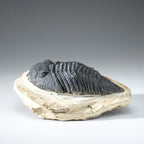 Genuine Single Metacanthina Issoumourensis Trilobite Fossil In Matrix // Large