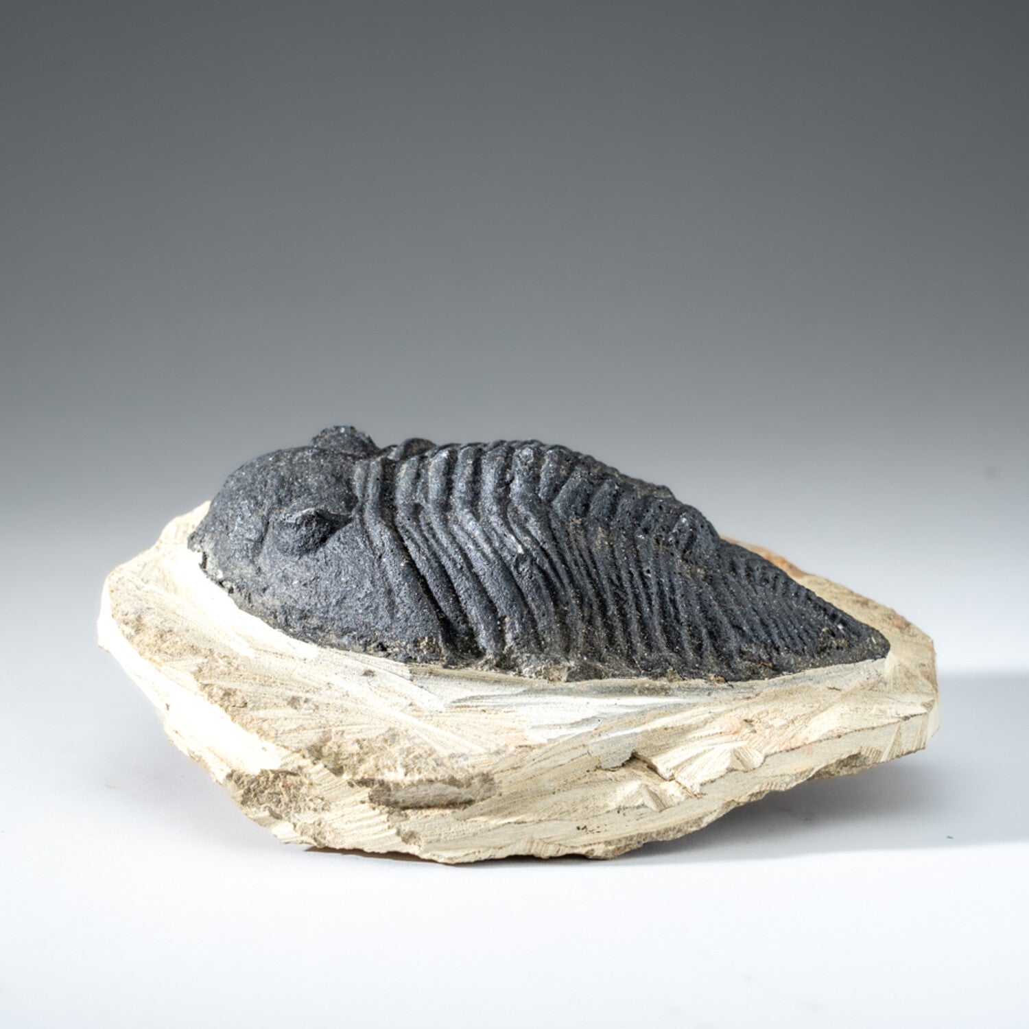 Genuine Single Metacanthina Issoumourensis Trilobite Fossil In Matrix // Large