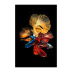 Siamese Fighting Fish