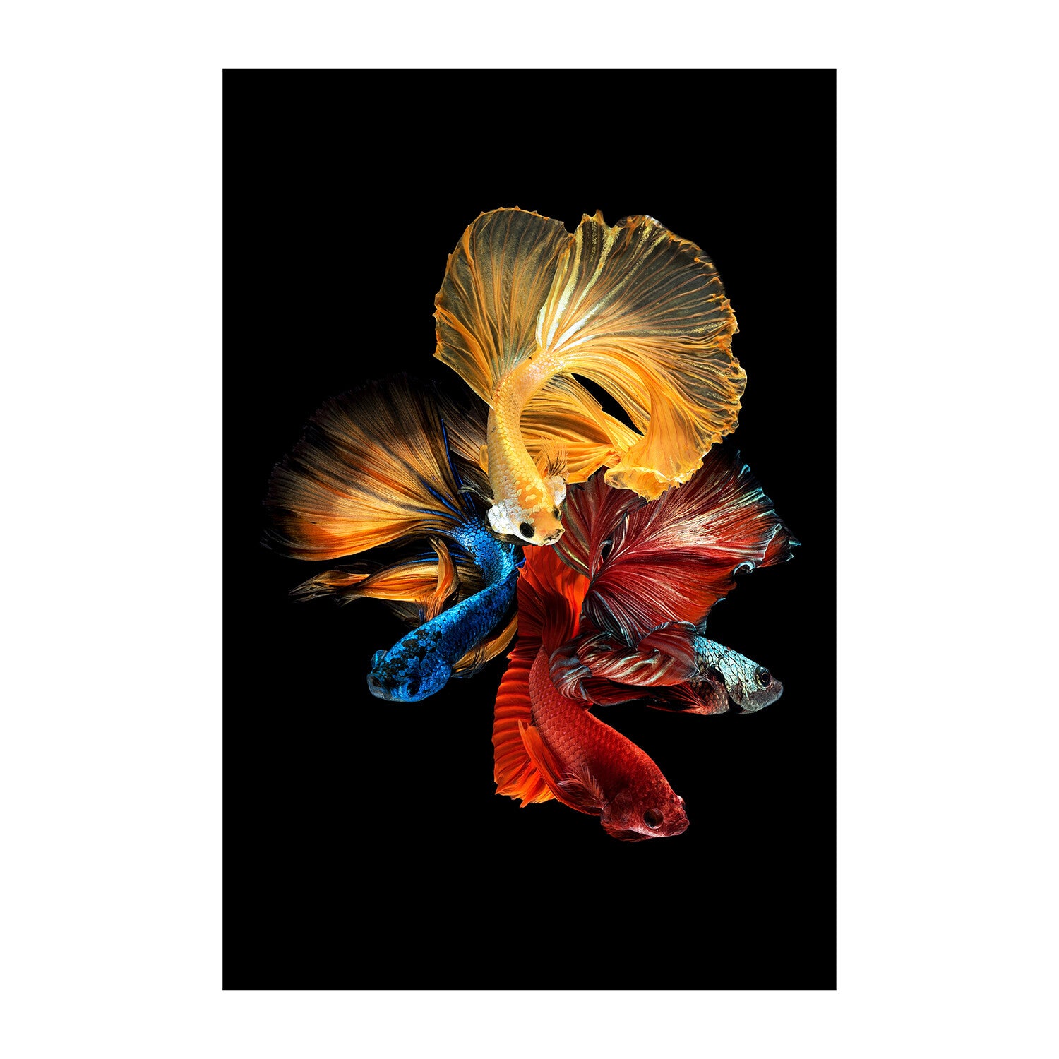 Siamese Fighting Fish