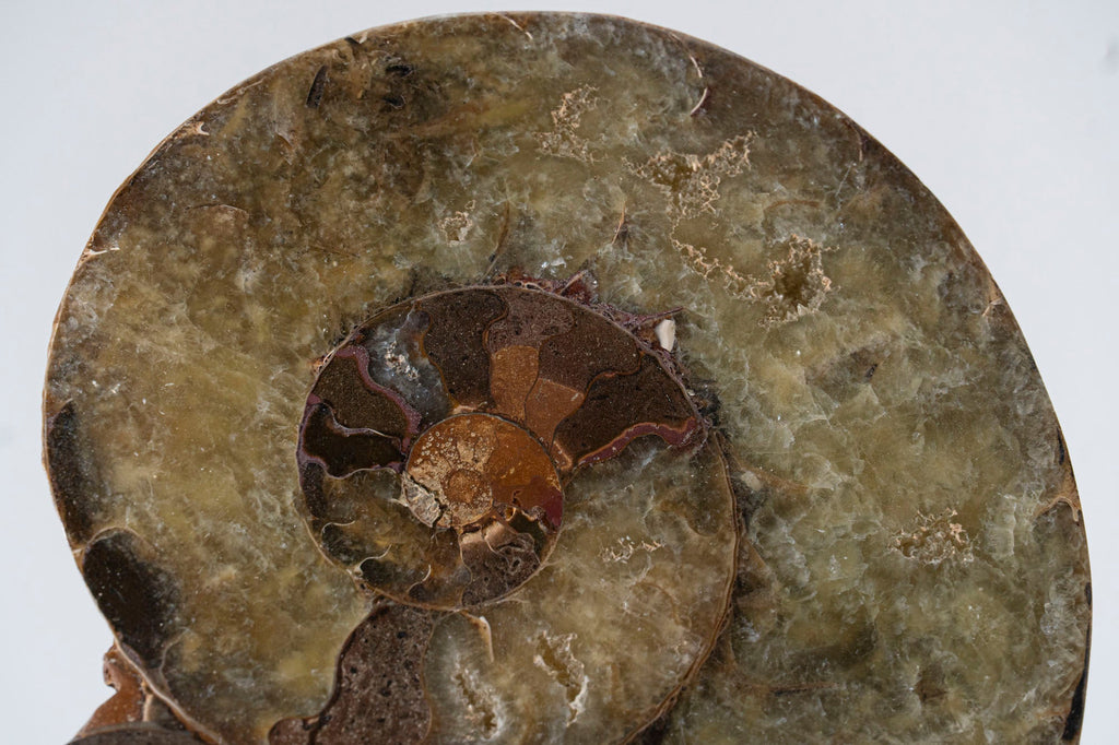 Calcified Ammonite Halve From Madagascar (.8 lbs)