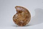 Calcified Ammonite Halve From Madagascar (.8 lbs)