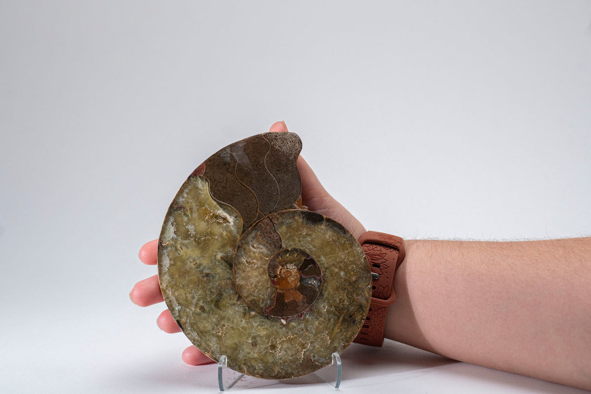Calcified Ammonite Halve From Madagascar (.8 lbs)