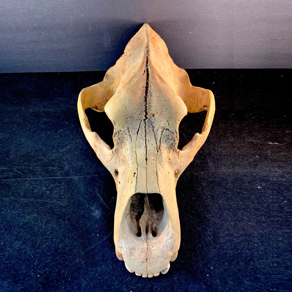 Cave Bear Skull