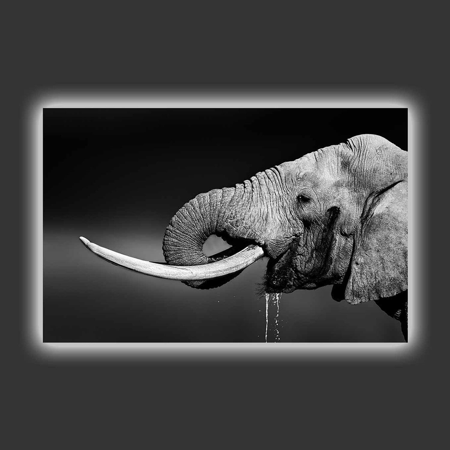 Elephant Takes A Drink