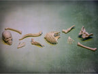 Itty Bitty Human Bones (Bag of 10) - Glow in Dark Figurines Toy - Archie McPhee