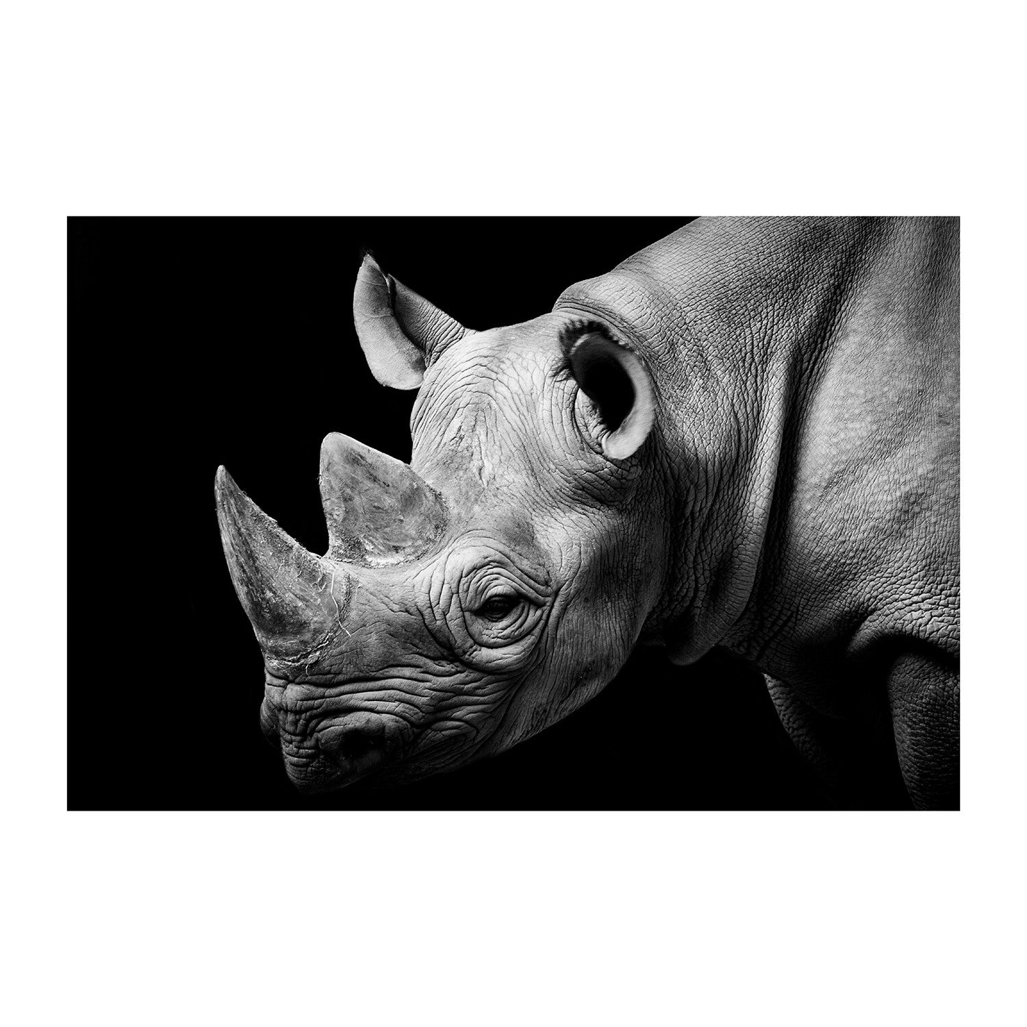 Rhino