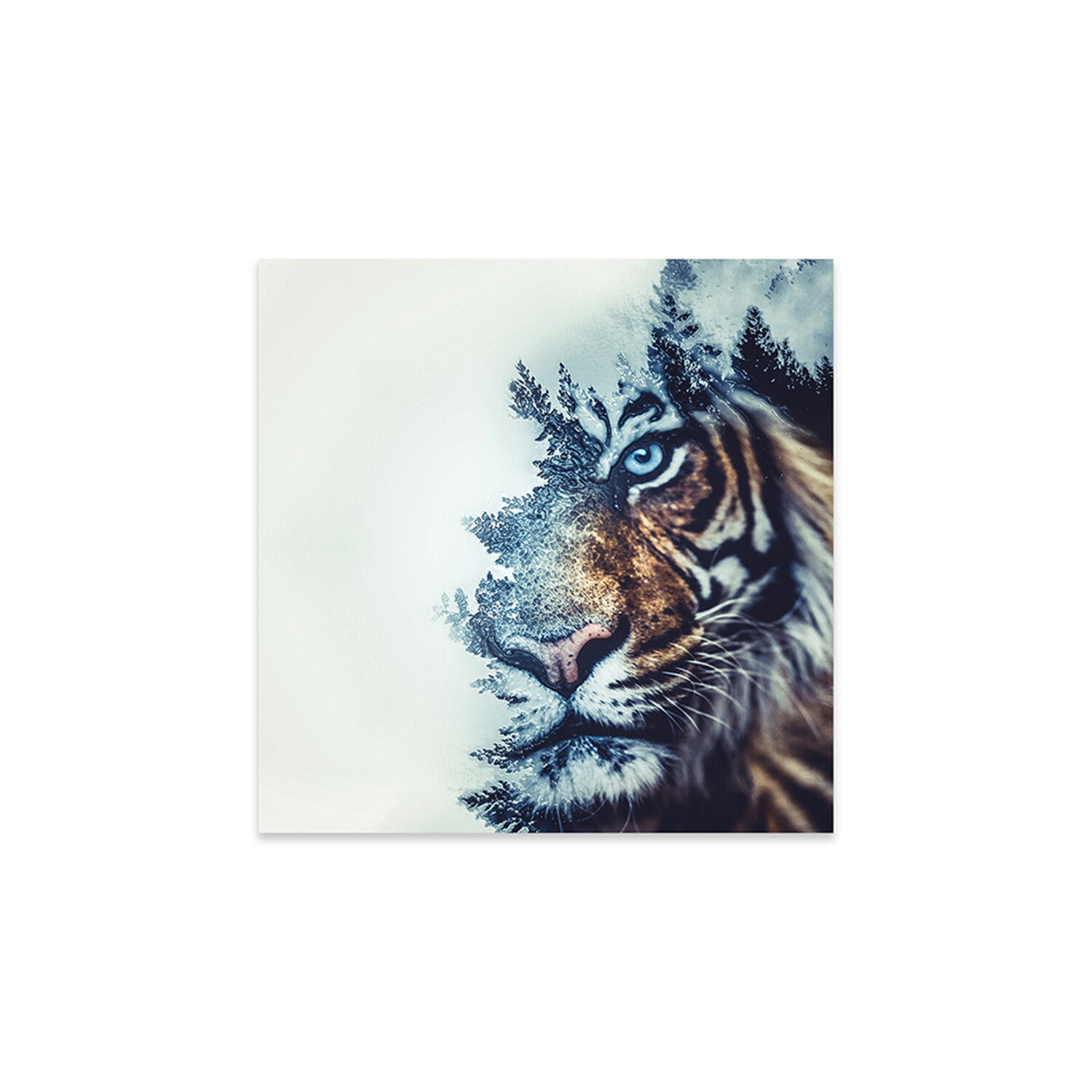 Tiger II Print On Acrylic Glass by Paul Haag