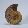 Calcified Ammonite Half From Madagascar (.6 lbs)