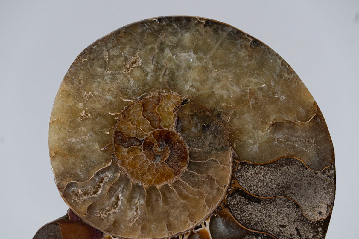 Calcified Ammonite Half From Madagascar (.6 lbs)