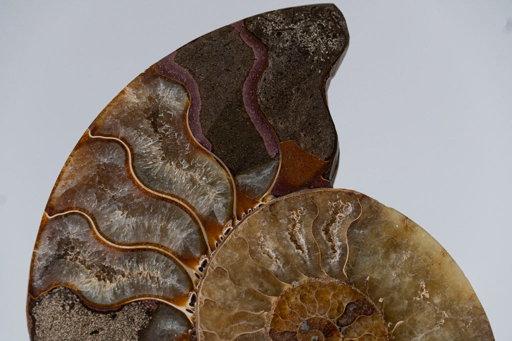 Calcified Ammonite Half From Madagascar (.6 lbs)