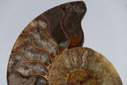 Calcified Ammonite Half From Madagascar (.6 lbs)