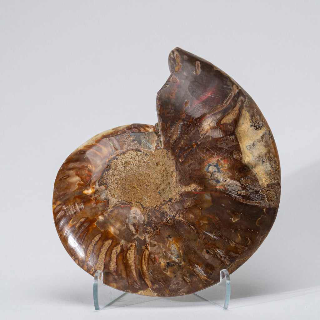 Calcified Ammonite Half From Madagascar (.6 lbs)