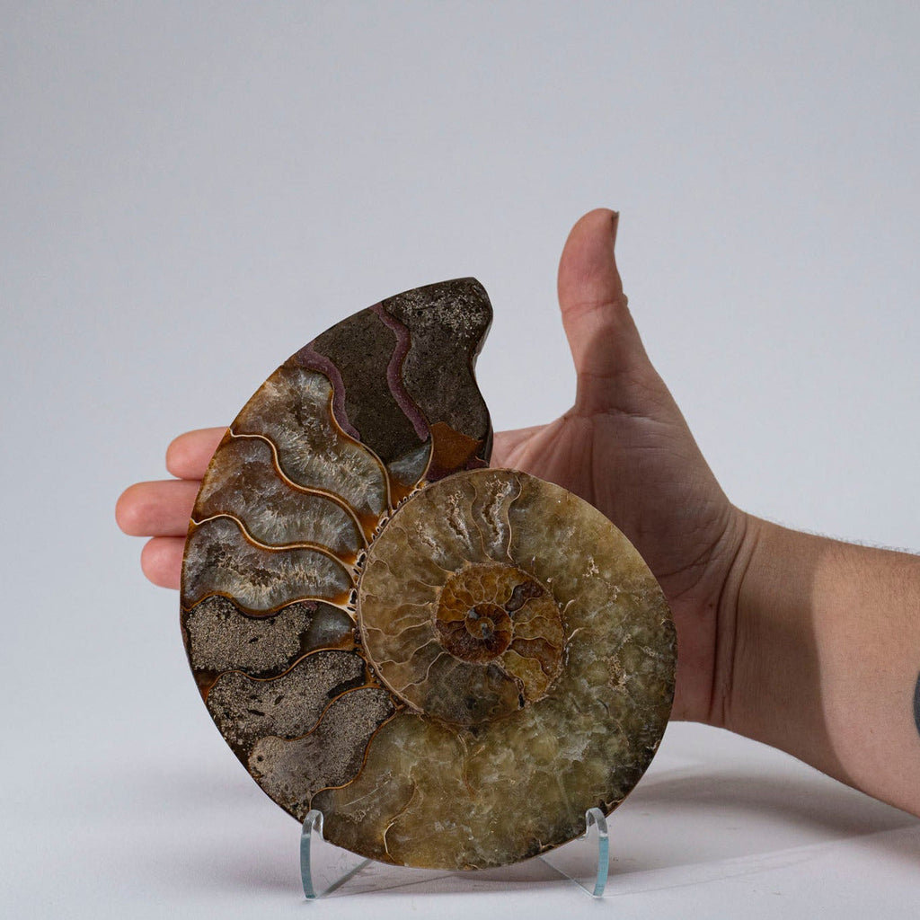 Calcified Ammonite Half From Madagascar (.6 lbs)
