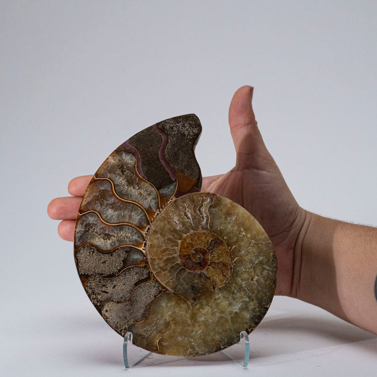 Calcified Ammonite Half From Madagascar (.6 lbs)