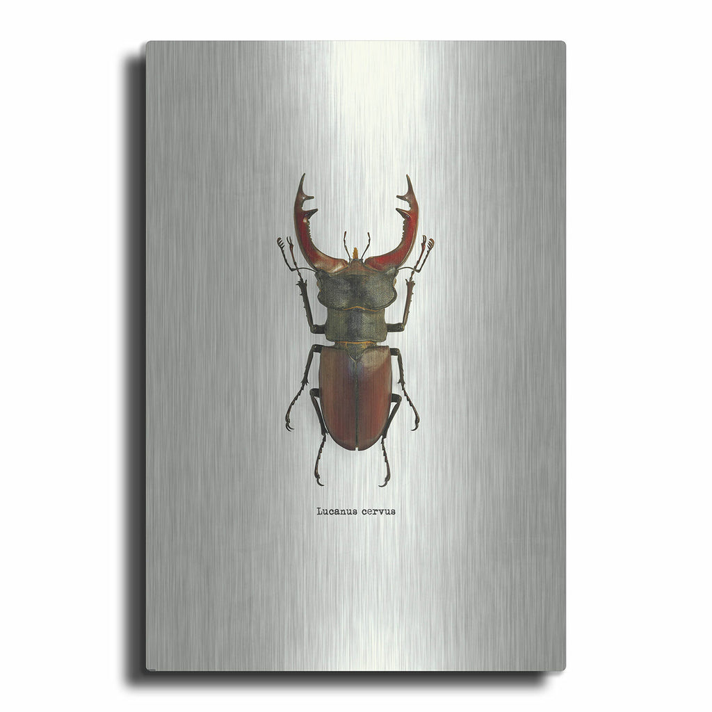 Beetle Red