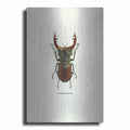 Beetle Red