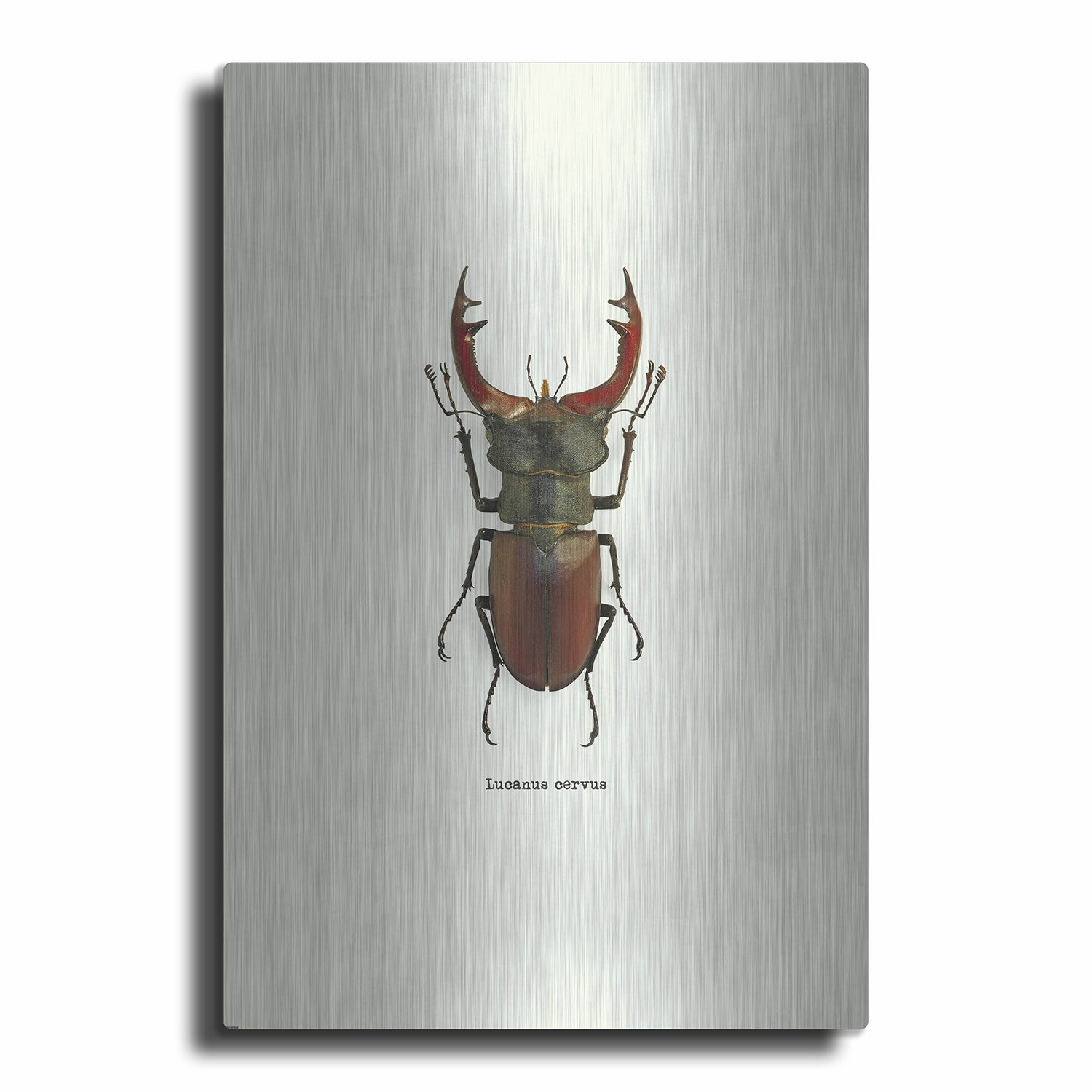 Beetle Red