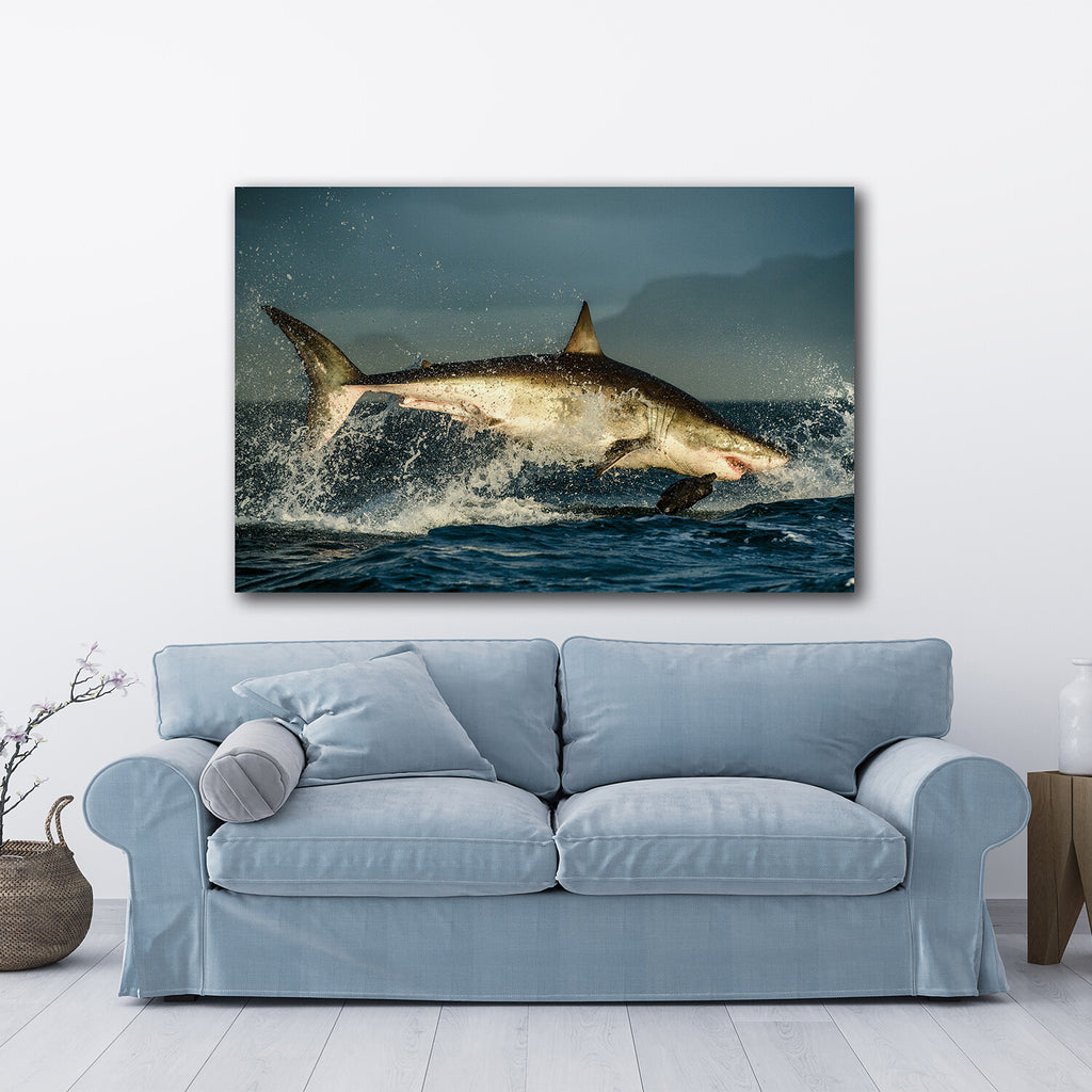Shark Under control