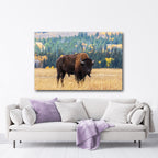 Beautiful Bison