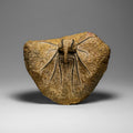 Genuine  Dicranurus Monstrosus Trilobite On Matrix // 2.5 Lbs.