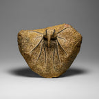 Genuine  Dicranurus Monstrosus Trilobite On Matrix // 2.5 Lbs.