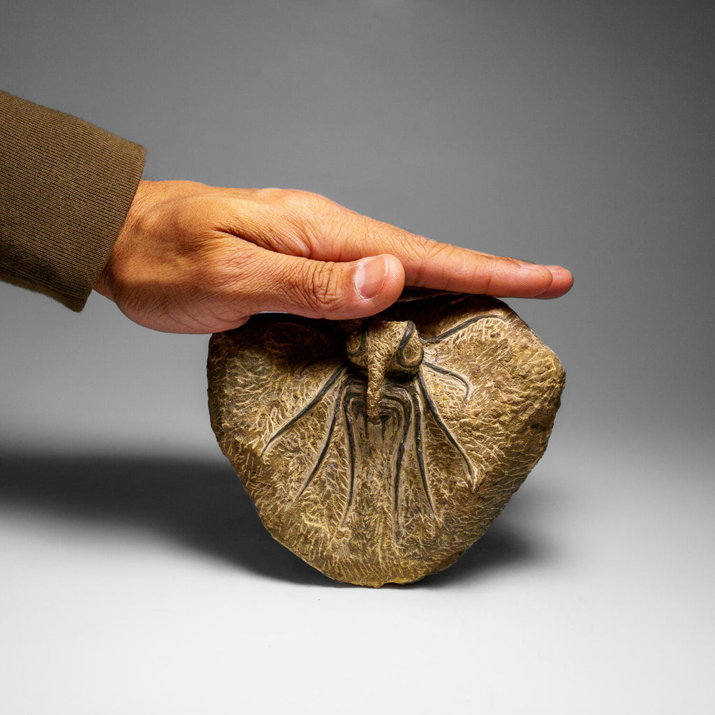 Genuine  Dicranurus Monstrosus Trilobite On Matrix // 2.5 Lbs.