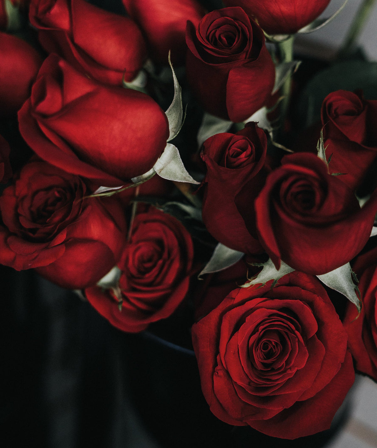 Floramour: Roses / Rosen