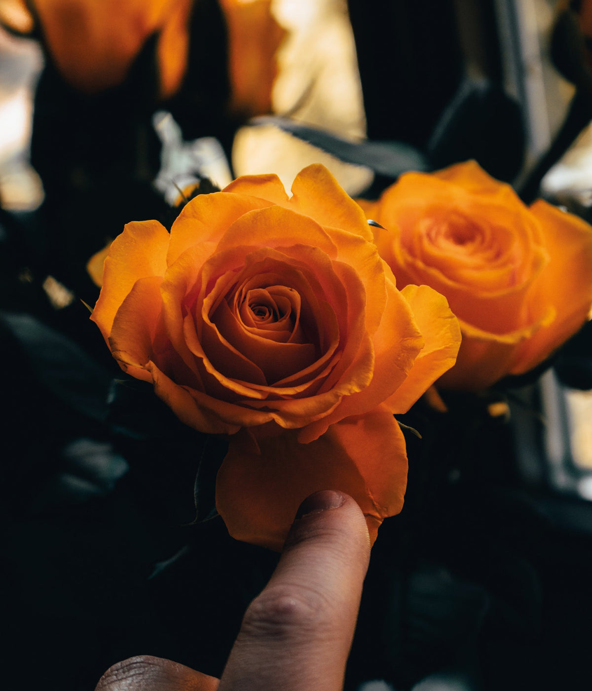 Floramour: Roses / Rosen