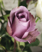 Floramour: Roses / Rosen