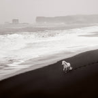 Untamed Spirits: Horses From Around the World