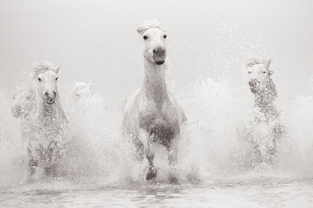 Untamed Spirits: Horses From Around the World