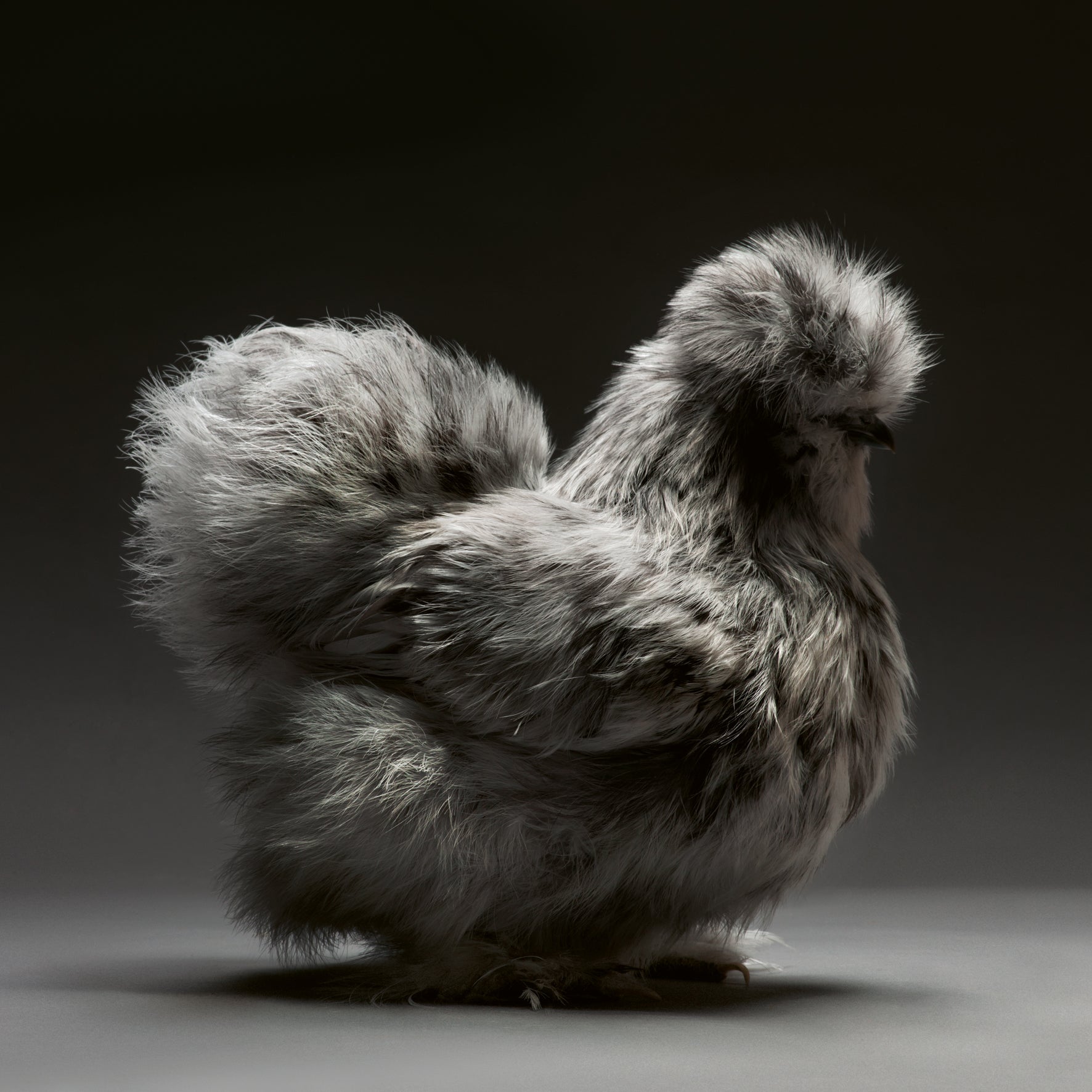 Feathered Elegance