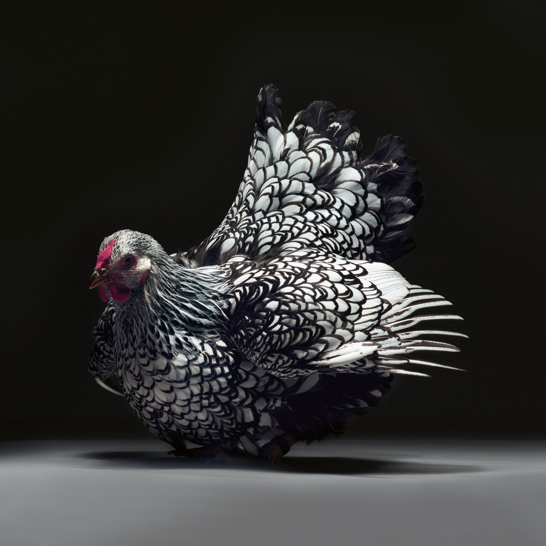 Feathered Elegance