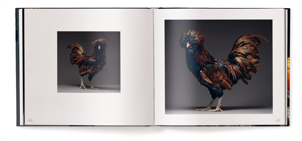 Feathered Elegance
