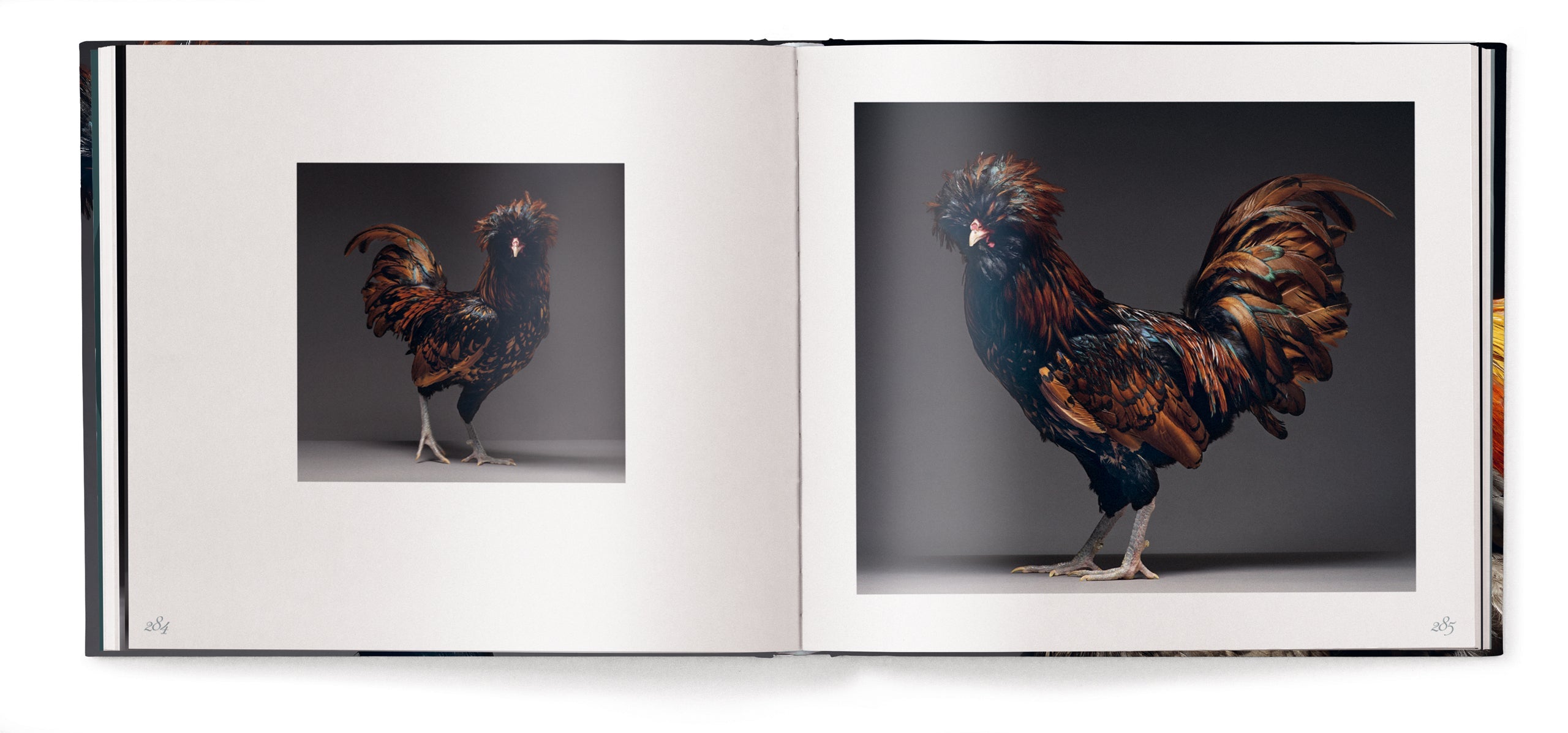 Feathered Elegance