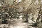 Charming Mallorca