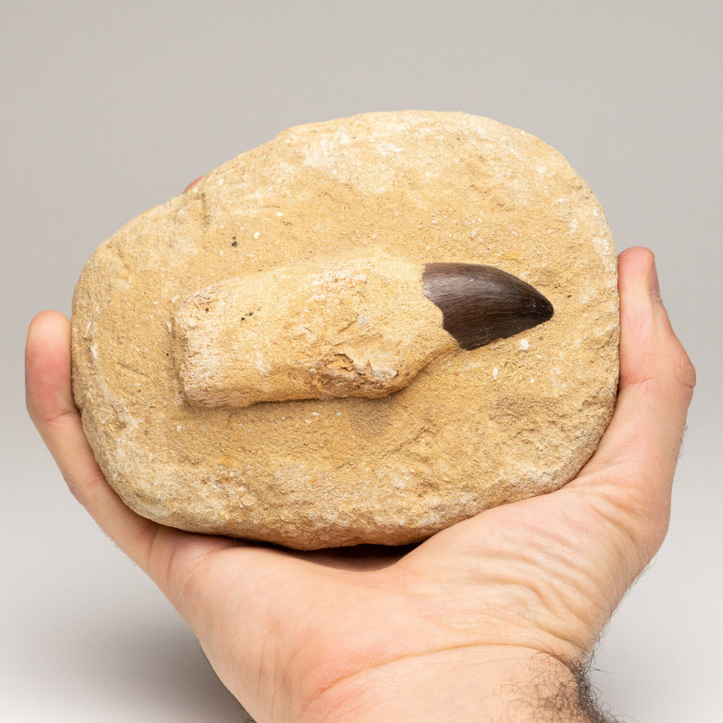 Genuine Mosasaur Dinosaur Tooth And Root On Matrix