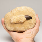 Genuine Mosasaur Dinosaur Tooth And Root On Matrix