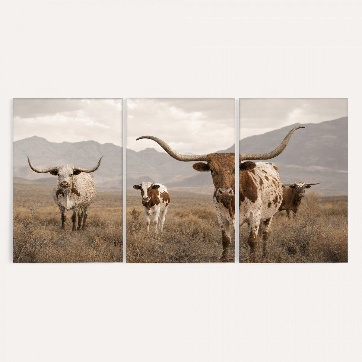 Rustic Texas Longhorn Cow Canvas Wall Art Print, Farm Animal Photography