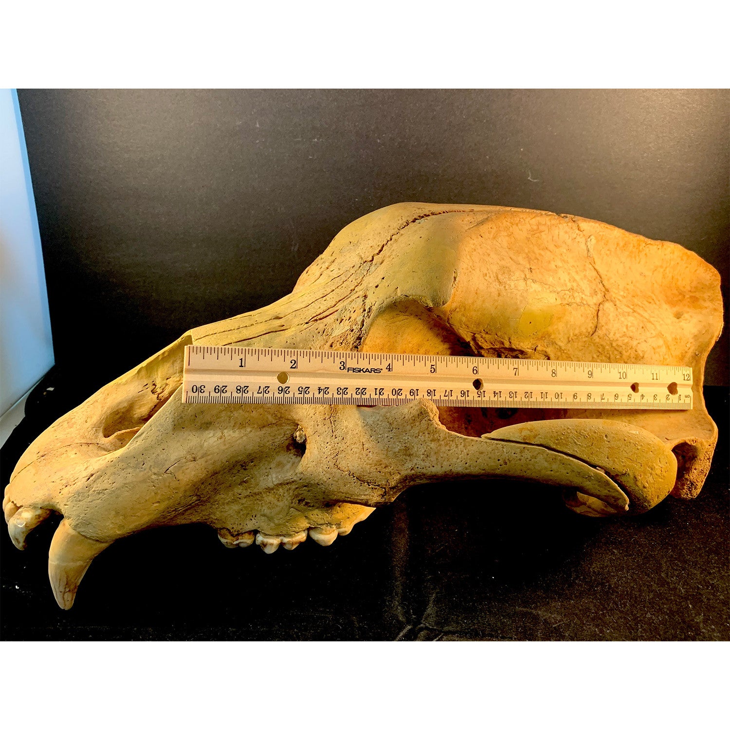 Cave Bear Skull