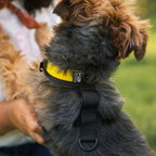 Walk-On with Harness & Storage // Yellow