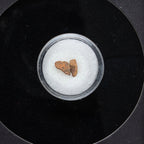 Genuine Agoudal Meteorite in Display Box