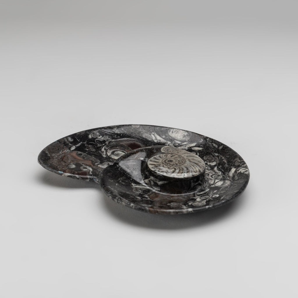 Polished Ammonite and Orthoceras Fossil Spiral Plate (Small)