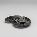 Polished Ammonite and Orthoceras Fossil Spiral Plate (Small)