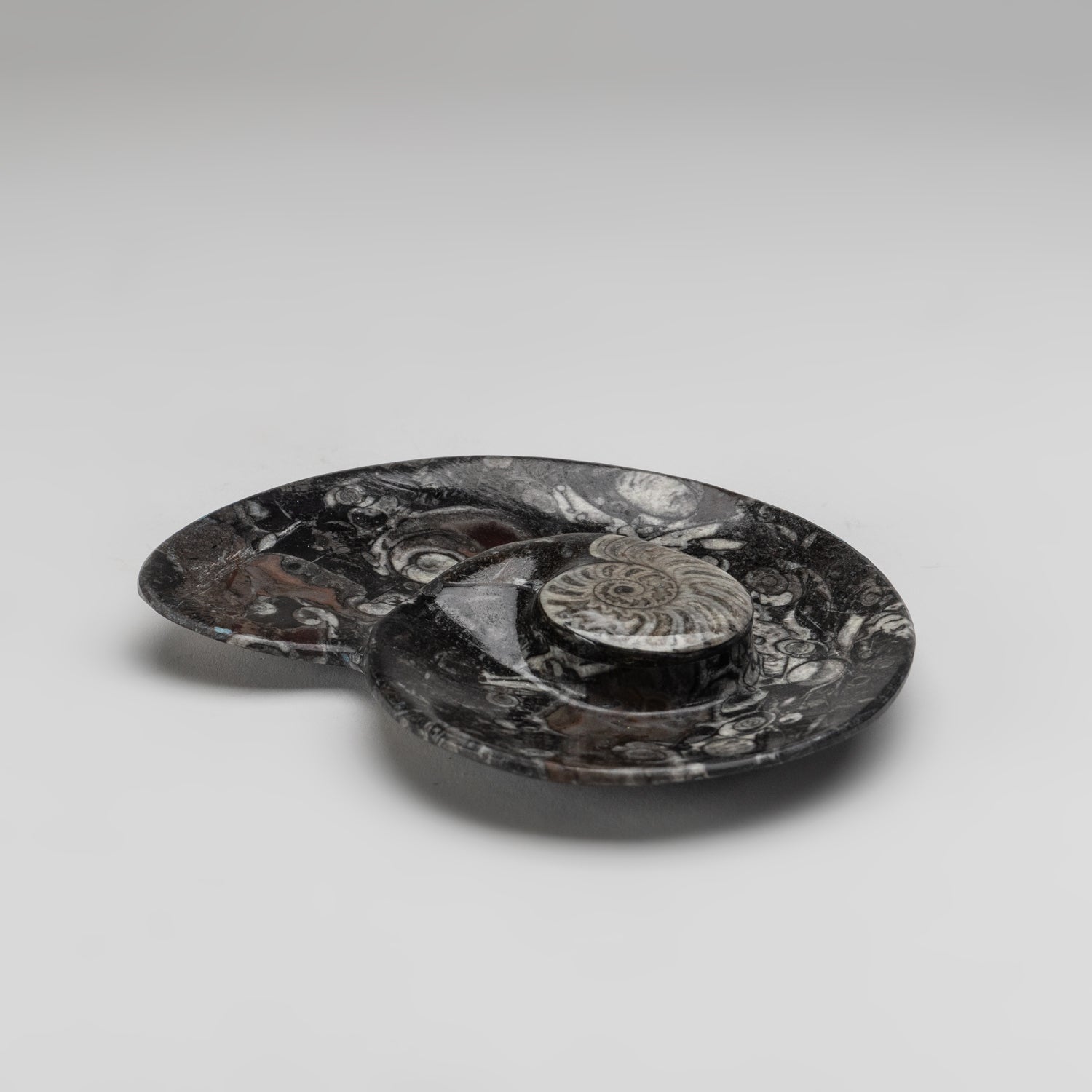 Polished Ammonite and Orthoceras Fossil Spiral Plate (Small)