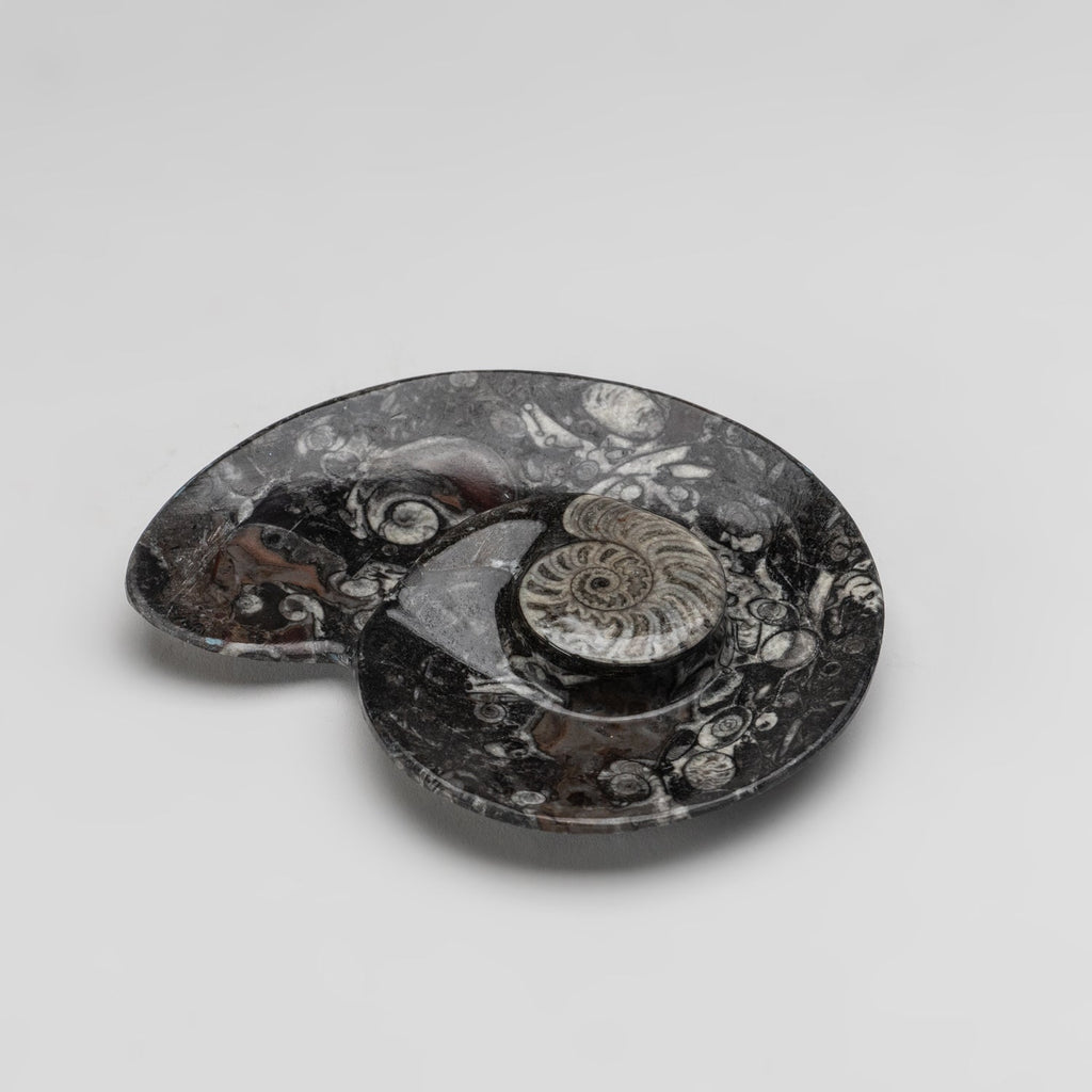 Polished Ammonite and Orthoceras Fossil Spiral Plate (Small)